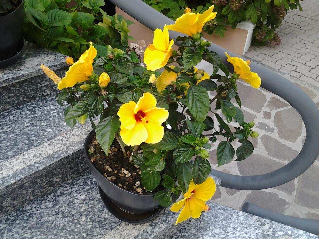 Hotel Escorial Cervia Kültér fotó